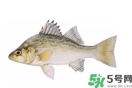 秋季適合吃什么魚？秋季吃魚的好處？