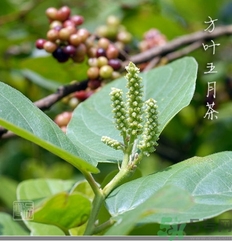 五月茶的功效 五月茶怎么吃？