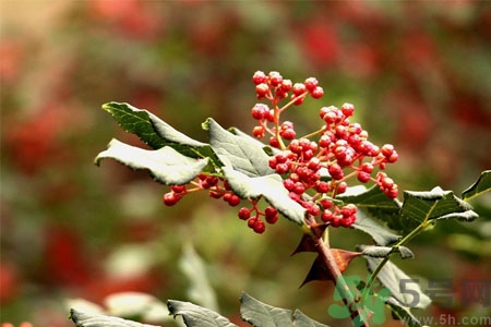 花椒可以治療打鼾嗎？花椒的好處有哪些？