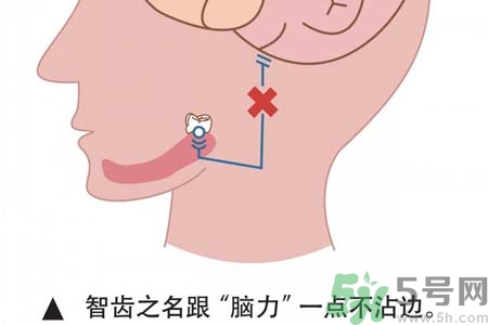 智齒一定要拔掉嗎？什么樣的智齒可以不拔？