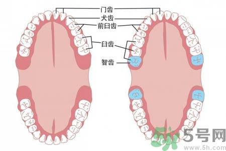 智齒拔了好不好？智齒能不拔嗎？