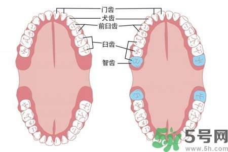 智齒橫著長怎么辦？智齒橫著長一定要拔了嗎？