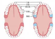 智齒橫著長怎么辦？智齒橫著長一定要拔了嗎？