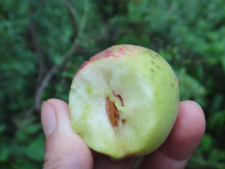 野桃子能吃嗎？野桃子核的功效與作用