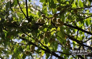 野桃子能吃嗎？野桃子核的功效與作用