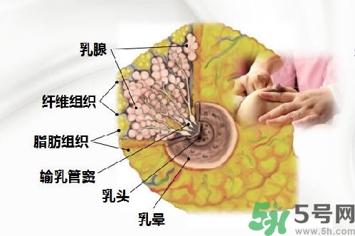 乳汁是怎樣形成的？怎樣才能讓乳汁更多？