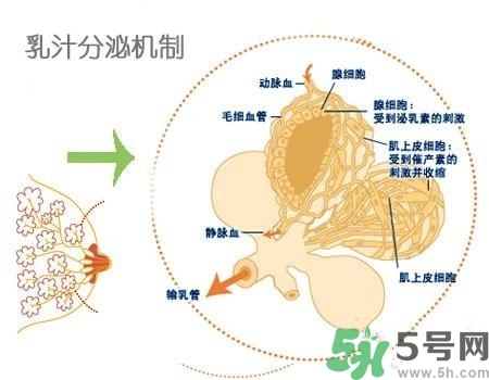 乳汁是怎樣形成的？怎樣才能讓乳汁更多？