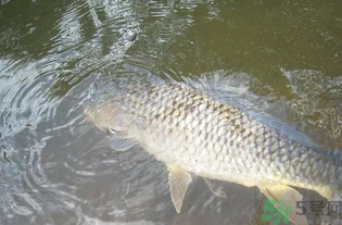 秋天釣魚用腥還是香？秋天釣魚用什么味型餌料？