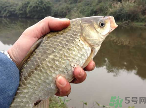 十月份釣鯽魚用什么餌？十月份釣鯽魚用什么餌料好？