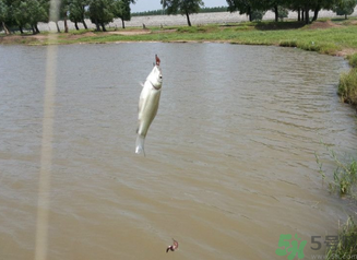 秋天釣魚深水還是淺水？秋天釣魚釣深水還是淺水？