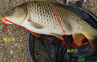 秋天釣鯉魚(yú)用什么小藥？秋天黑坑釣鯉魚(yú)用什么小藥？