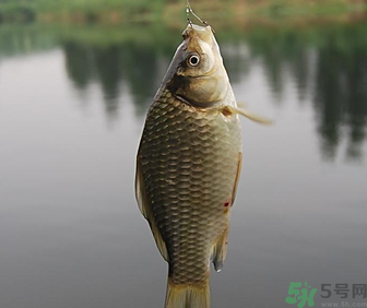 秋天黑坑釣鯽魚用什么餌料？秋天黑坑釣鯽魚餌料配方