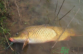 十月份可以釣鯉魚嗎？十月份釣鯉魚用什么餌？