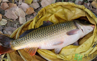 十月份可以釣鯉魚嗎？十月份釣鯉魚用什么餌？