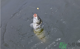 十月份怎么釣鯽魚？十月份怎么釣鯉魚？