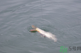 十月份怎么釣鯽魚？十月份怎么釣鯉魚？