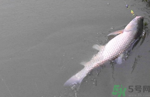 秋天釣草魚用什么餌？秋季釣草魚用什么餌最好？ 