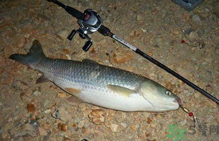 秋天釣草魚用什么餌？秋季釣草魚用什么餌最好？ 