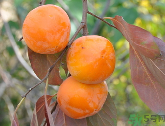 黃柿子和紅柿子有什么區(qū)別？紅柿子和黃柿子哪個好？