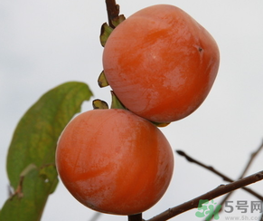 黃柿子和紅柿子有什么區(qū)別？紅柿子和黃柿子哪個好？