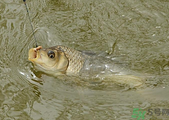 釣的魚(yú)死了還能吃嗎？釣的魚(yú)死了怎么處理？