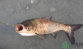 秋天釣鰱魚用什么餌料？秋天釣鰱魚用什么味餌？