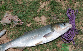 秋天怎么釣鰱魚？秋天釣鰱魚技巧