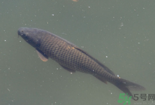 野生鯉魚怎么釣？野生鯉魚用什么釣最好？