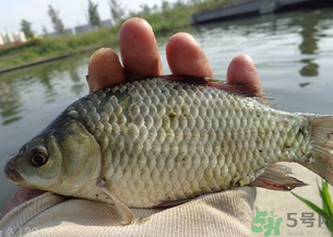 野生鯽魚(yú)多少錢(qián)一斤？野生鯽魚(yú)怎么區(qū)分？