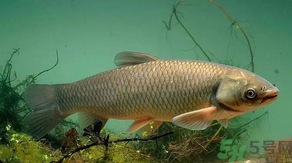 秋天怎么釣草魚？秋天草魚好釣嗎？