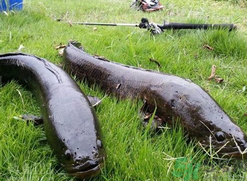 10月份還能釣黑魚(yú)嗎？幾月份釣黑魚(yú)最好？