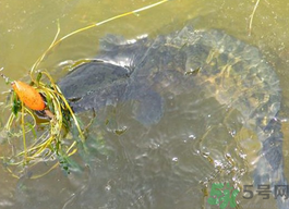 10月份還能釣黑魚(yú)嗎？幾月份釣黑魚(yú)最好？