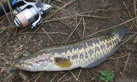 10月份還能釣黑魚(yú)嗎？幾月份釣黑魚(yú)最好？