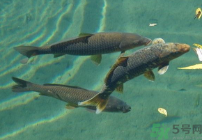 十月份釣青魚好釣嗎？釣青魚什么時間最好？