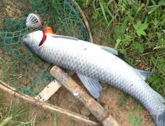 十月份釣青魚好釣嗎？釣青魚什么時間最好？