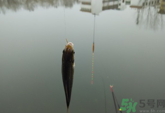 陰天怎么釣魚？陰天釣魚技巧