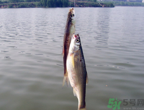 陰天怎么釣魚？陰天釣魚技巧