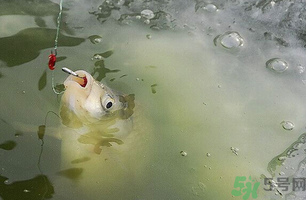 陰天怎么釣魚？陰天釣魚技巧