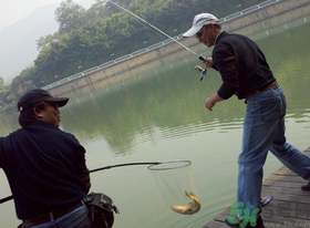 秋季釣黑魚用什么魚餌？秋天釣黑魚用什么餌？