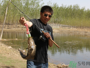 秋季釣黑魚用什么魚餌？秋天釣黑魚用什么餌？