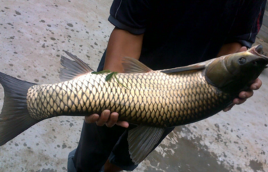 野生草魚多少錢一斤？野生草魚價格