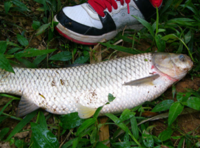 野生草魚多少錢一斤？野生草魚價格