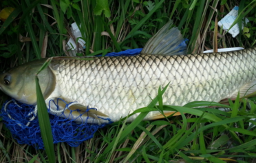 野生草魚多少錢一斤？野生草魚價格