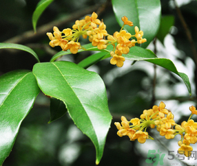 剛摘的桂花怎么清洗？新鮮桂花怎么清洗？