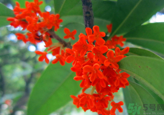 剛摘的桂花怎么清洗？新鮮桂花怎么清洗？