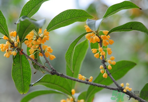 桂花怎么保存？桂花怎么保存香味？