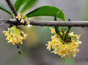 剛摘的桂花有蟲怎么辦？干桂花長蟲怎么辦？