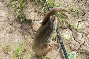 黑魚(yú)怎么釣？釣黑魚(yú)技巧