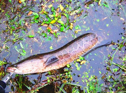 黑魚(yú)怎么釣？釣黑魚(yú)技巧