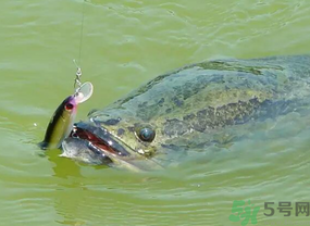 路亞釣黑魚用什么假餌？路亞釣黑魚用什么餌？